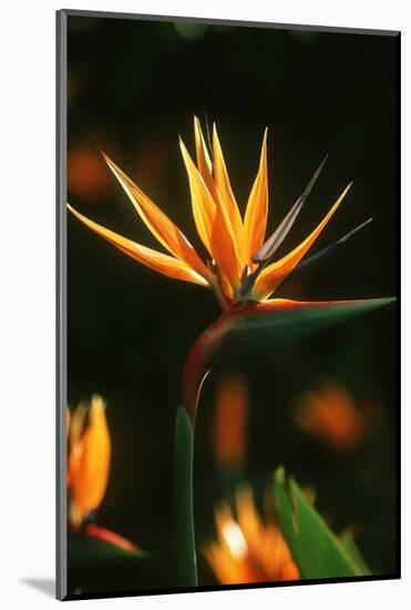 Bird of Paradise Flower-Martin Harvey-Mounted Photographic Print