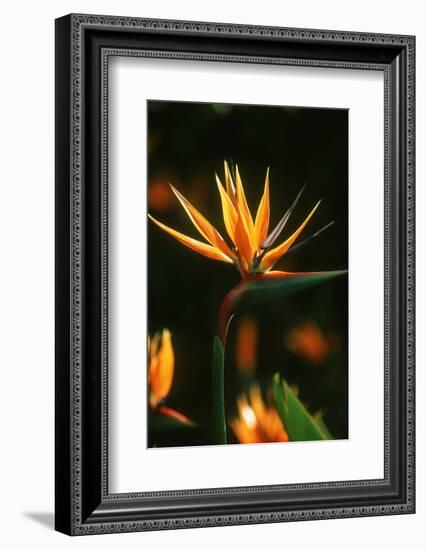 Bird of Paradise Flower-Martin Harvey-Framed Photographic Print