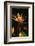 Bird of Paradise Flower-Martin Harvey-Framed Photographic Print