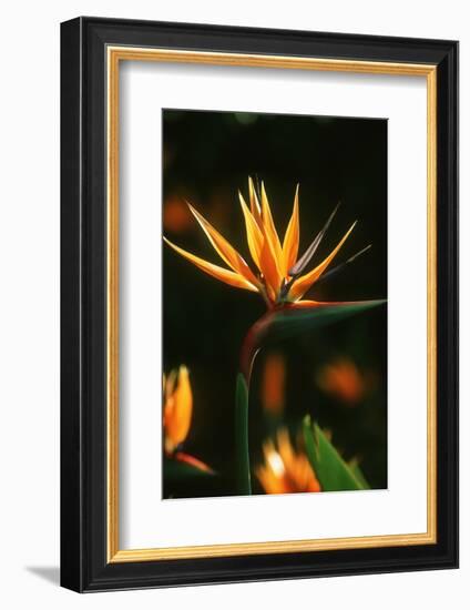 Bird of Paradise Flower-Martin Harvey-Framed Photographic Print