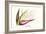 Bird of Paradise Flower-Louis Van Houtte-Framed Premium Giclee Print