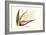 Bird of Paradise Flower-Louis Van Houtte-Framed Premium Giclee Print