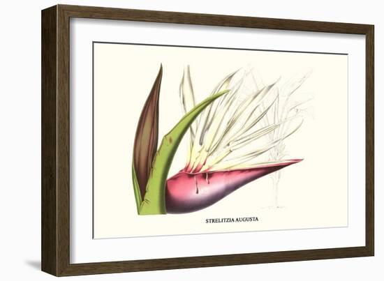 Bird of Paradise Flower-Louis Van Houtte-Framed Premium Giclee Print