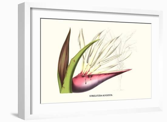 Bird of Paradise Flower-Louis Van Houtte-Framed Premium Giclee Print