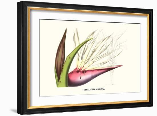 Bird of Paradise Flower-Louis Van Houtte-Framed Premium Giclee Print