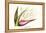 Bird of Paradise Flower-Louis Van Houtte-Framed Stretched Canvas