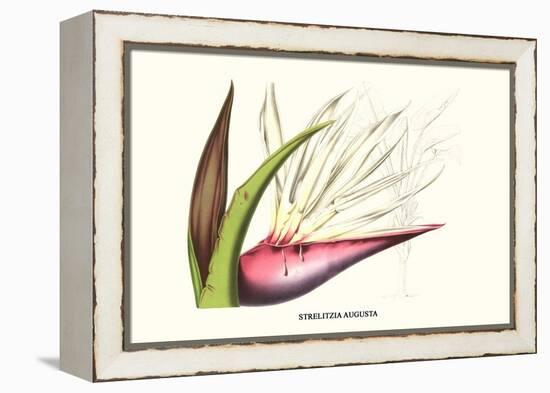 Bird of Paradise Flower-Louis Van Houtte-Framed Stretched Canvas