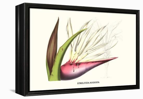 Bird of Paradise Flower-Louis Van Houtte-Framed Stretched Canvas