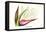 Bird of Paradise Flower-Louis Van Houtte-Framed Stretched Canvas