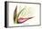 Bird of Paradise Flower-Louis Van Houtte-Framed Stretched Canvas