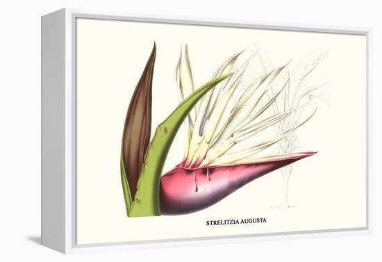 Bird of Paradise Flower-Louis Van Houtte-Framed Stretched Canvas