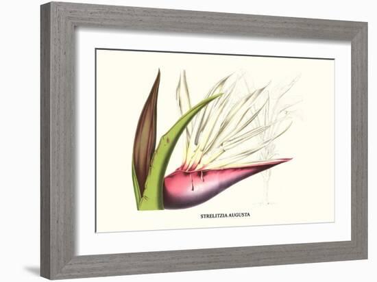 Bird of Paradise Flower-Louis Van Houtte-Framed Art Print