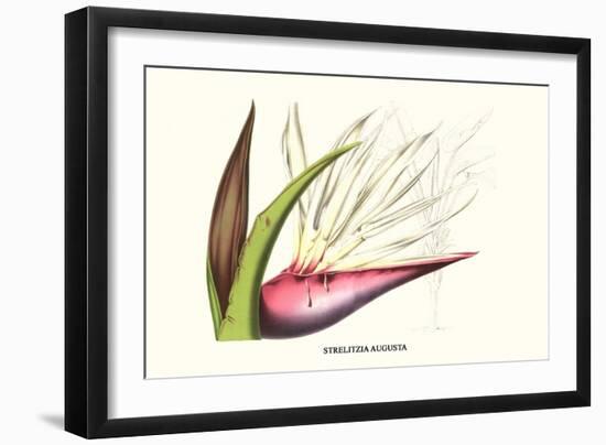 Bird of Paradise Flower-Louis Van Houtte-Framed Art Print