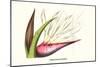 Bird of Paradise Flower-Louis Van Houtte-Mounted Art Print