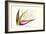 Bird of Paradise Flower-Louis Van Houtte-Framed Art Print