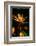 Bird of Paradise Flower-Martin Harvey-Framed Photographic Print