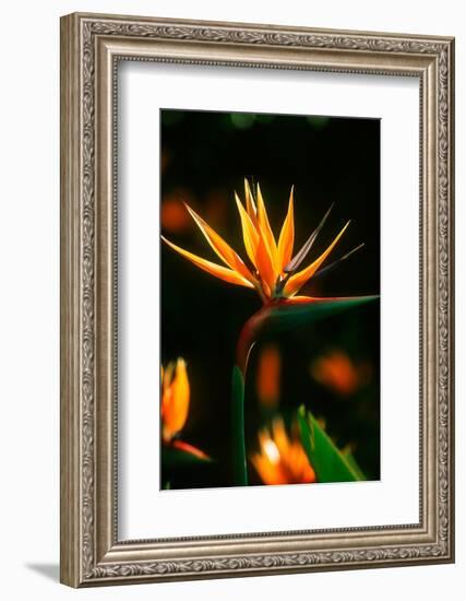 Bird of Paradise Flower-Martin Harvey-Framed Photographic Print