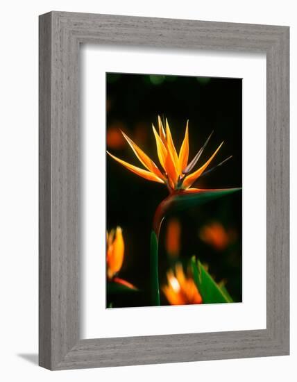 Bird of Paradise Flower-Martin Harvey-Framed Photographic Print