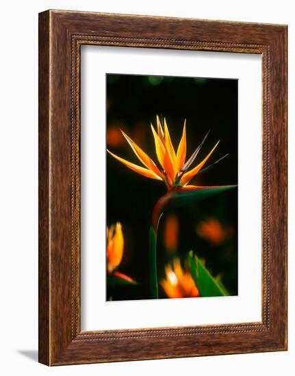 Bird of Paradise Flower-Martin Harvey-Framed Photographic Print