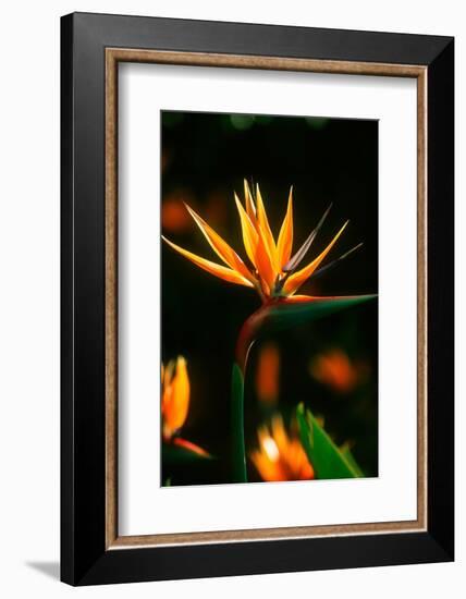 Bird of Paradise Flower-Martin Harvey-Framed Photographic Print