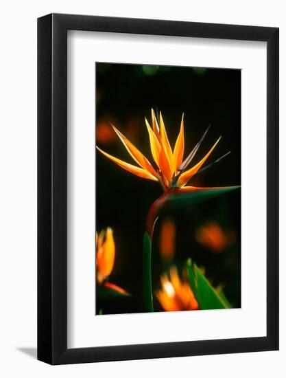 Bird of Paradise Flower-Martin Harvey-Framed Photographic Print