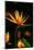 Bird of Paradise Flower-Martin Harvey-Mounted Photographic Print