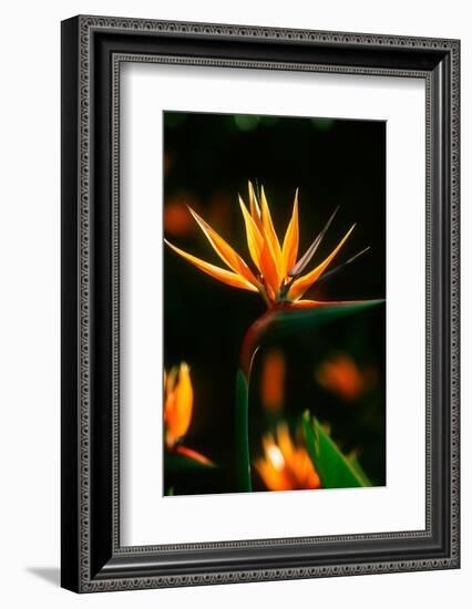 Bird of Paradise Flower-Martin Harvey-Framed Photographic Print