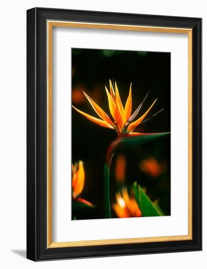 Bird of Paradise Flower-Martin Harvey-Framed Photographic Print