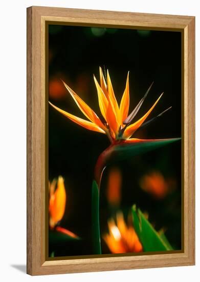 Bird of Paradise Flower-Martin Harvey-Framed Premier Image Canvas