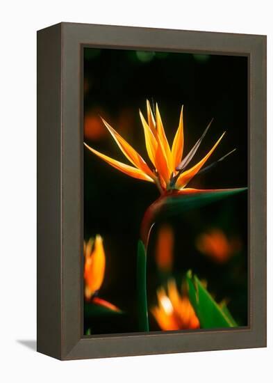 Bird of Paradise Flower-Martin Harvey-Framed Premier Image Canvas