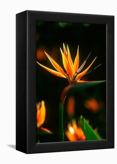 Bird of Paradise Flower-Martin Harvey-Framed Premier Image Canvas