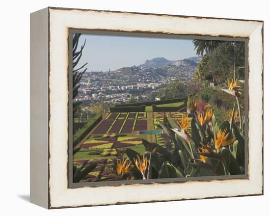 Bird of Paradise Flowers, Botanical Gardens, Funchal, Madeira, Portugal, Atlantic, Europe-James Emmerson-Framed Premier Image Canvas