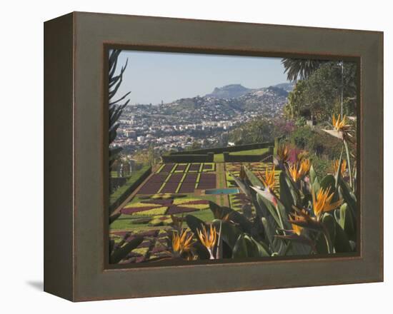 Bird of Paradise Flowers, Botanical Gardens, Funchal, Madeira, Portugal, Atlantic, Europe-James Emmerson-Framed Premier Image Canvas