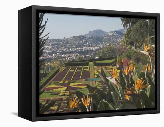 Bird of Paradise Flowers, Botanical Gardens, Funchal, Madeira, Portugal, Atlantic, Europe-James Emmerson-Framed Premier Image Canvas