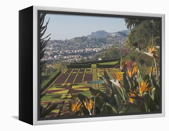 Bird of Paradise Flowers, Botanical Gardens, Funchal, Madeira, Portugal, Atlantic, Europe-James Emmerson-Framed Premier Image Canvas