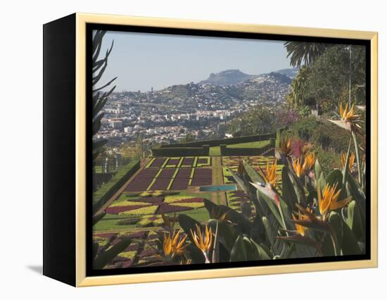 Bird of Paradise Flowers, Botanical Gardens, Funchal, Madeira, Portugal, Atlantic, Europe-James Emmerson-Framed Premier Image Canvas