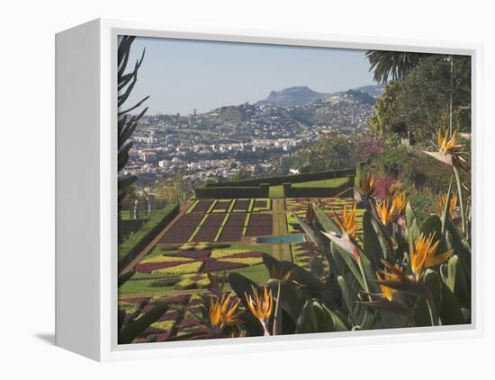 Bird of Paradise Flowers, Botanical Gardens, Funchal, Madeira, Portugal, Atlantic, Europe-James Emmerson-Framed Premier Image Canvas