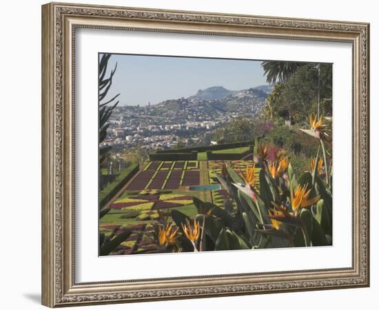 Bird of Paradise Flowers, Botanical Gardens, Funchal, Madeira, Portugal, Atlantic, Europe-James Emmerson-Framed Photographic Print