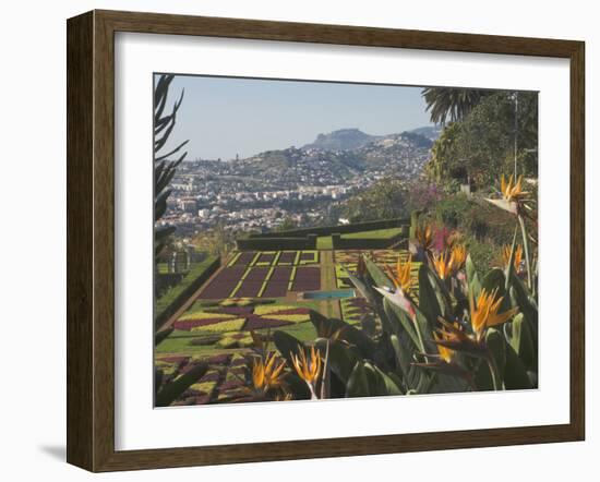 Bird of Paradise Flowers, Botanical Gardens, Funchal, Madeira, Portugal, Atlantic, Europe-James Emmerson-Framed Photographic Print