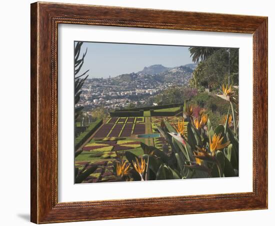 Bird of Paradise Flowers, Botanical Gardens, Funchal, Madeira, Portugal, Atlantic, Europe-James Emmerson-Framed Photographic Print