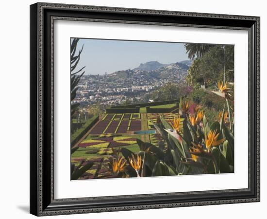 Bird of Paradise Flowers, Botanical Gardens, Funchal, Madeira, Portugal, Atlantic, Europe-James Emmerson-Framed Photographic Print