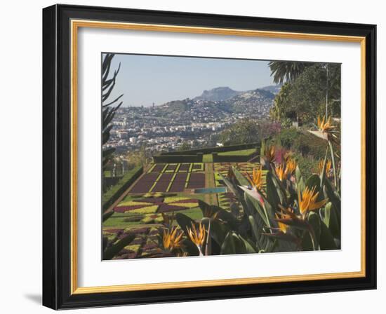 Bird of Paradise Flowers, Botanical Gardens, Funchal, Madeira, Portugal, Atlantic, Europe-James Emmerson-Framed Photographic Print