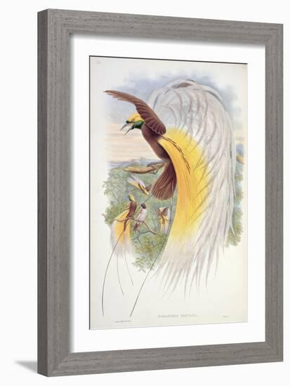 Bird of Paradise, from Birds of New Guinea-John Gould-Framed Giclee Print