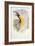 Bird of Paradise, from Birds of New Guinea-John Gould-Framed Giclee Print