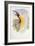 Bird of Paradise, from Birds of New Guinea-John Gould-Framed Giclee Print