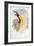 Bird of Paradise, from Birds of New Guinea-John Gould-Framed Giclee Print