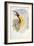 Bird of Paradise, from Birds of New Guinea-John Gould-Framed Giclee Print