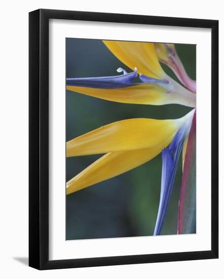 Bird of Paradise, Hana, Maui, Hawaii, USA-Merrill Images-Framed Photographic Print