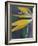 Bird of Paradise, Hana, Maui, Hawaii, USA-Merrill Images-Framed Photographic Print