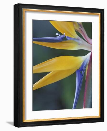 Bird of Paradise, Hana, Maui, Hawaii, USA-Merrill Images-Framed Photographic Print